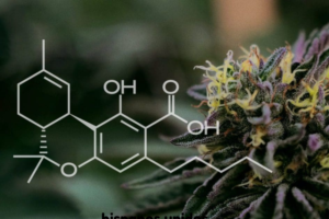 Why Do Some Cannabis Users Prefer Strain-Specific Products Over General THCA?