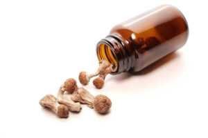 Do Psychedelic Mushrooms Have a Shelf Life? A Complete Guide to Potency, Storage, and Safety