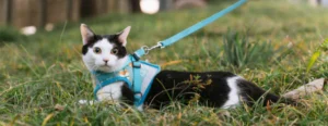 Building a Stronger Bond with Interactive Cat Training Collars